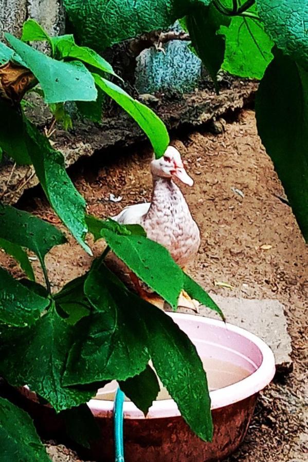 Meanwhile In Veracruz Esterno foto